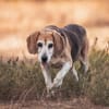 Charmanter Bruno sucht Zuhause