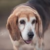 Charmanter Bruno sucht Zuhause