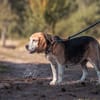 Charmanter Bruno sucht Zuhause