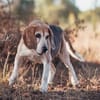 Charmanter Bruno sucht Zuhause