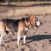 Charmanter Bruno sucht Zuhause