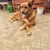 Bobby - sanfte Seele, Traumhund sucht Traum-Zuhause