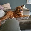 Bobby - sanfte Seele, Traumhund sucht Traum-Zuhause