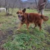 Bobby - sanfte Seele, Traumhund sucht Traum-Zuhause