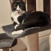 Milo Freundlicher Kater sucht  Familie