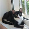 Milo Freundlicher Kater sucht  Familie