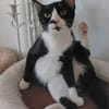 Milo Freundlicher Kater sucht  Familie