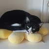 Milo Freundlicher Kater sucht  Familie