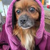 Bonnie, kleines Pekinesen Männlein