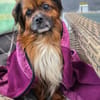 Bonnie, kleines Pekinesen Männlein