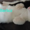 BERLIOZ chez Anne