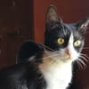 CHATOUNE