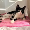 CHATOUNE