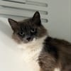 TAHIRI (FIV+)