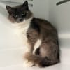 TAHIRI (FIV+)
