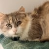 KOLYNA (FIV+)