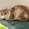 KOLYNA (FIV+)