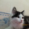 LINK