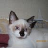NINI chat