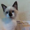 NINI chat