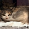 DELILAH (CHAT SAUVAGE)
