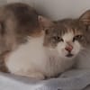 DELILAH (CHAT SAUVAGE)