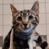 FIGARO