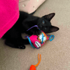 Boycie