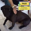PAGO