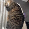 Simba