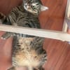 Simba
