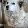 Ronja, voller Sehnsucht nach Liebe