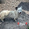 Ronja, voller Sehnsucht nach Liebe