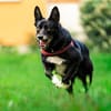 MOBBY - sucht liebevolles Zuhause