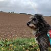 Hündin Bessy sucht ein Für-Immer-Zuhause
