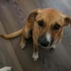 Cora - liebe Hündin sucht dich