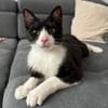 Koda Verspielter Kater sucht spielfreudige Familie