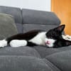 Koda Verspielter Kater sucht spielfreudige Familie