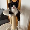 Koda Verspielter Kater sucht spielfreudige Familie