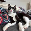 Koda Verspielter Kater sucht spielfreudige Familie