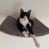 Koda Verspielter Kater sucht spielfreudige Familie