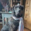 Anhänglicher Pancho sucht sein Glück
