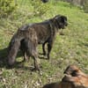 Anhänglicher Pancho sucht sein Glück