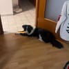 Molly, bezaubernde Border Collie Dame, ca. 4 Jahre