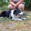 Molly, bezaubernde Border Collie Dame, ca. 4 Jahre