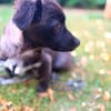 Süßer Vito🌺 sucht liebevolles Heim