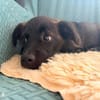 Süßer Vito🌺 sucht liebevolles Heim