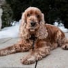 BENNY BUB - bildhübscher Cocker-Senior
