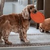 BENNY BUB - bildhübscher Cocker-Senior