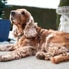 BENNY BUB - bildhübscher Cocker-Senior